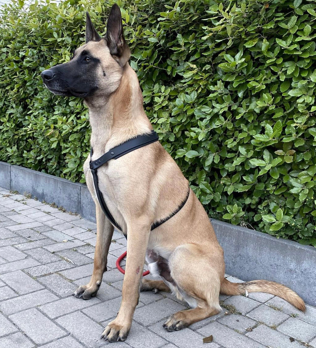 Harnais Suprême Slim