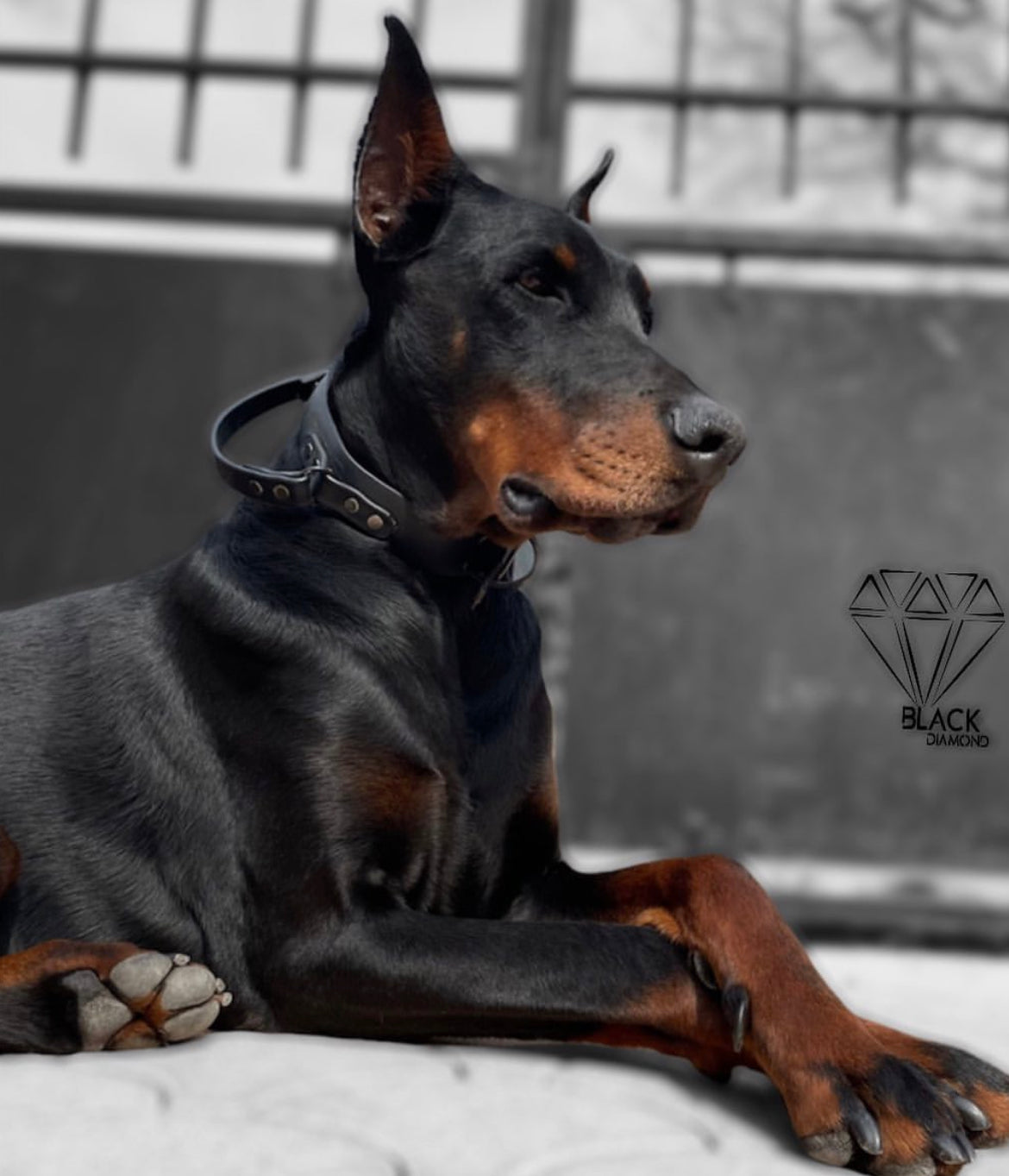 Collier Poignée 38mm