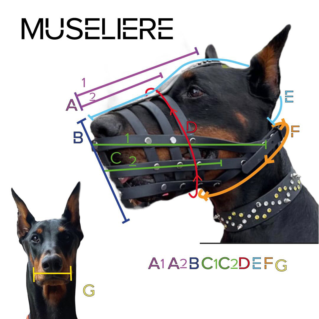 MUSELIÈRE ROYAL
