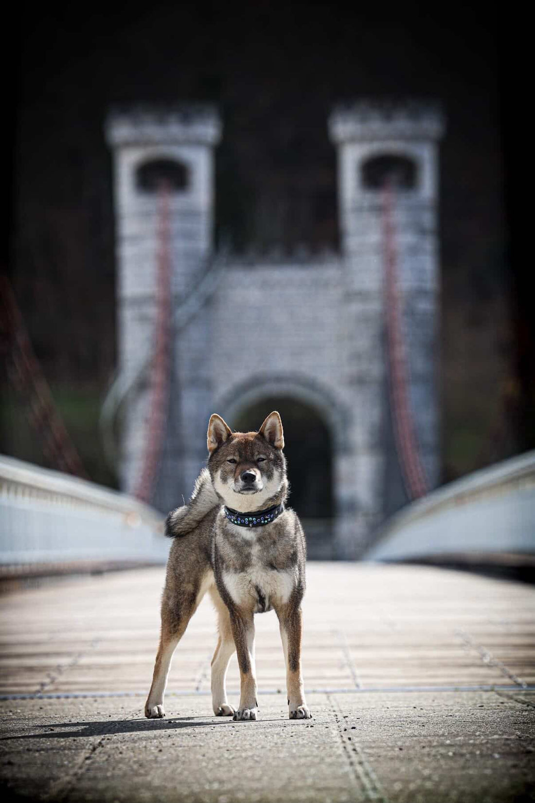 DOGMODELS 08/2026