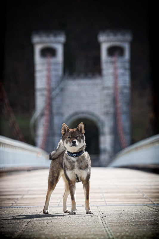 DOGMODELS 08/2026