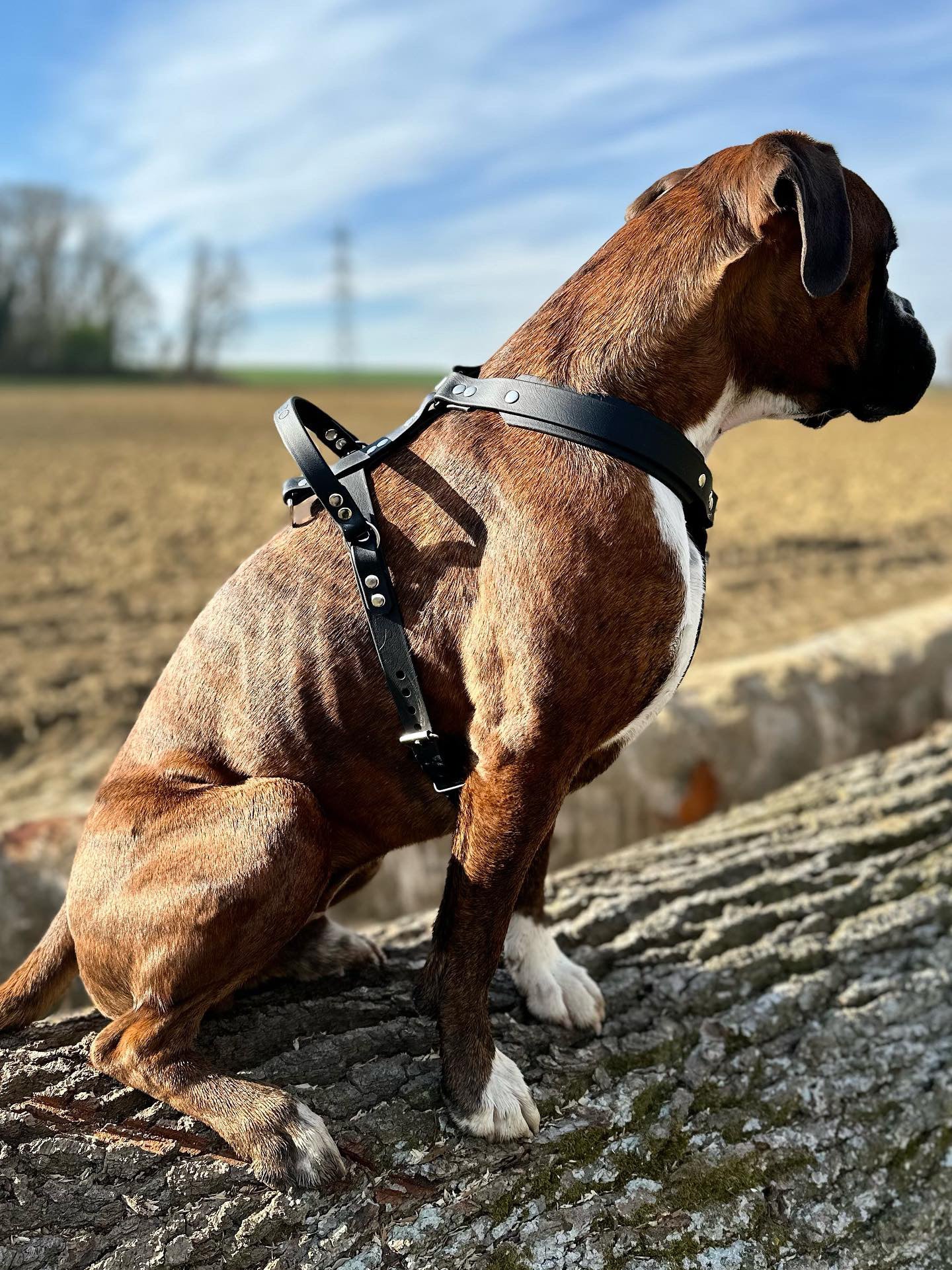 Harnais Suprême Maxi