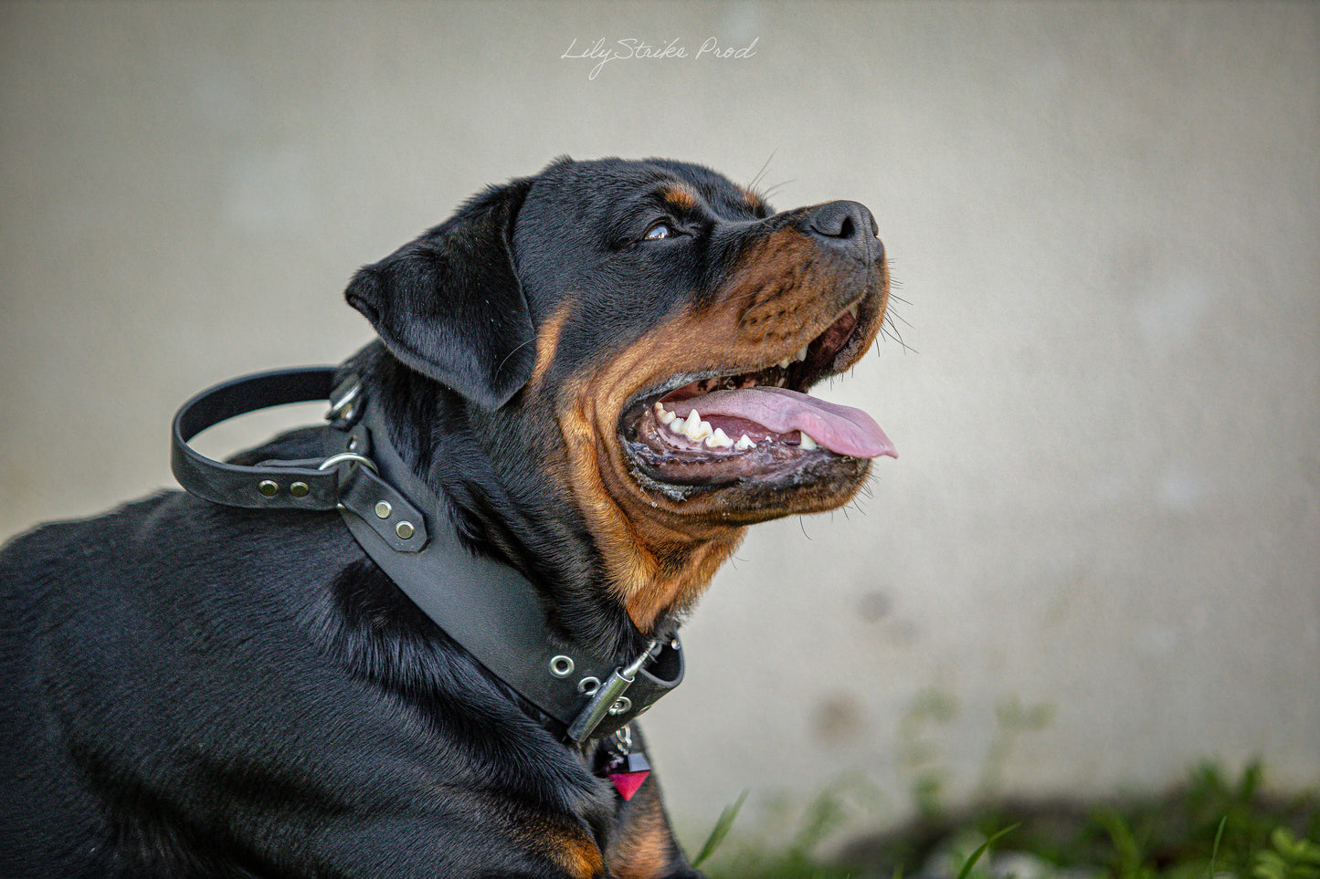 Collier Poignée 50mm